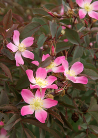 Rosa glauca